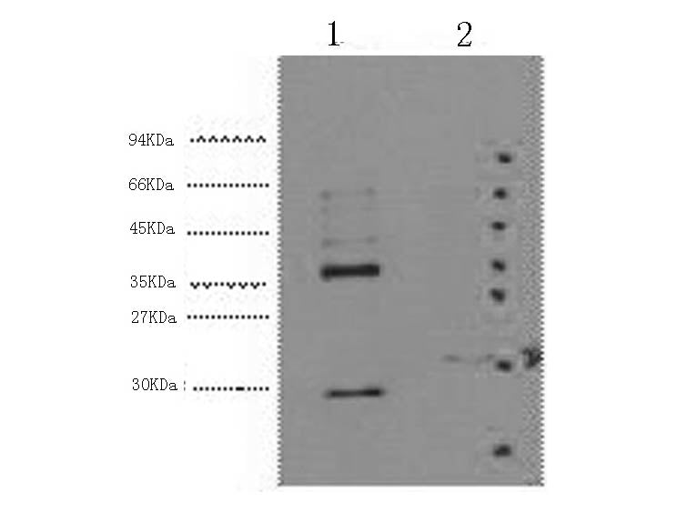 CA9 Monoclonal Antibody