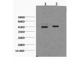 CASP9 Monoclonal Antibody