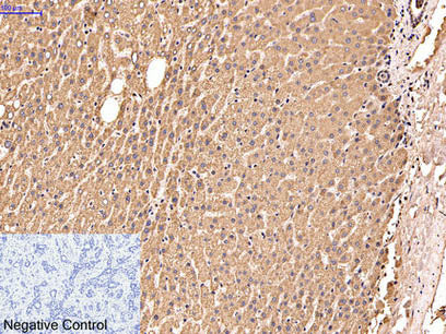 IDE Monoclonal Antibody