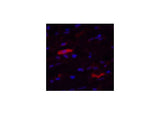 IDE Monoclonal Antibody
