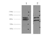 IDE Monoclonal Antibody