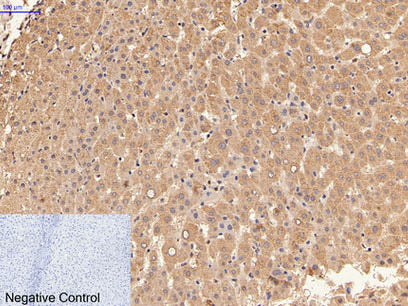 Alpha Lactalbumin Monoclonal Antibody