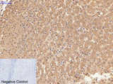 Alpha Lactalbumin Monoclonal Antibody