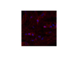 Alpha Lactalbumin Monoclonal Antibody