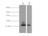 Alpha Lactalbumin Monoclonal Antibody
