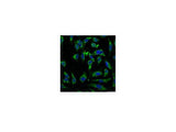 EFHD1 Monoclonal Antibody