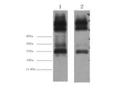 EFHD1 Monoclonal Antibody