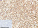 XRCC4 Monoclonal Antibody