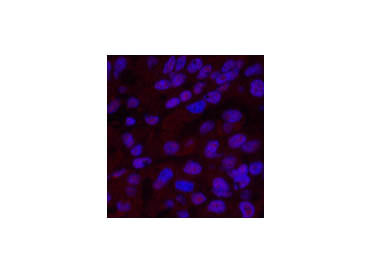 XRCC4 Monoclonal Antibody