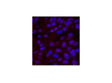 XRCC4 Monoclonal Antibody