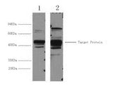 XRCC4 Monoclonal Antibody