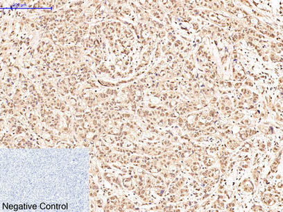 Oct-1/2 Monoclonal Antibody