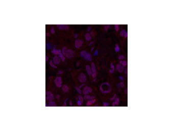 Oct-1/2 Monoclonal Antibody