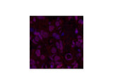 Oct-1/2 Monoclonal Antibody