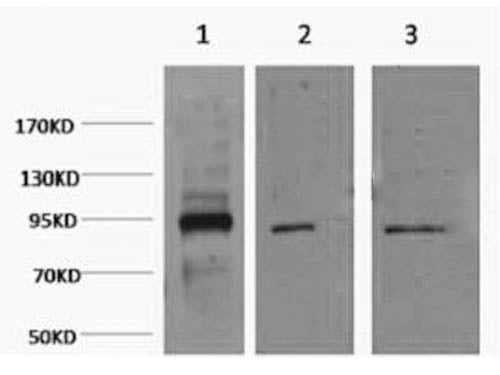 Oct-1/2 Monoclonal Antibody