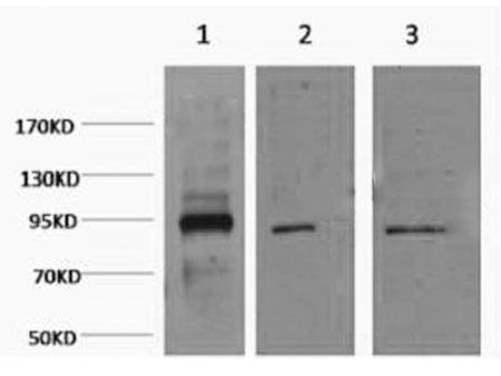 Oct-1/2 Monoclonal Antibody