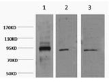 Oct-1/2 Monoclonal Antibody