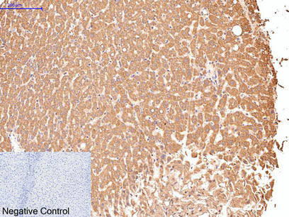 CD16 Monoclonal Antibody
