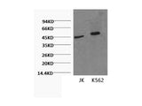 CD16 Monoclonal Antibody