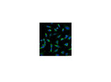 PRDX1 Monoclonal Antibody