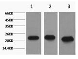 PRDX1 Monoclonal Antibody