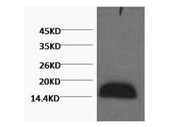 Histone H3 Monoclonal Antibody