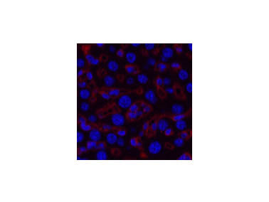 COL3A1 Monoclonal Antibody