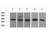 EIF4A1 Monoclonal Antibody
