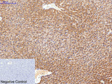 FN1 Monoclonal Antibody