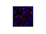 FN1 Monoclonal Antibody