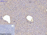 ACTA1 Monoclonal Antibody Store at -20°C Host Mouse