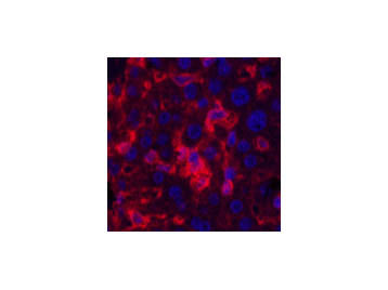 ACTA1 Monoclonal Antibody Store at -20°C Host Mouse