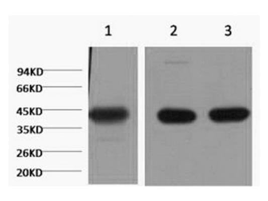 ACTA1 Monoclonal Antibody Store at -20°C Host Mouse