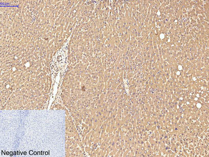 Transferrin Monoclonal Antibody Store at -20°C Isotype IgG