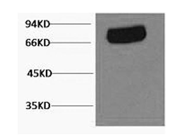 Transferrin Monoclonal Antibody Store at -20°C Isotype IgG