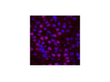 Histone H2B Monoclonal Antibody