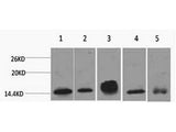 Histone H2B Monoclonal Antibody