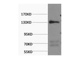 NOS3 Monoclonal Antibody