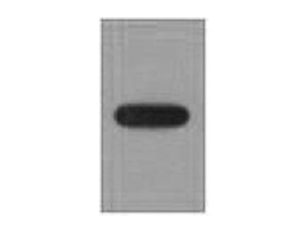 EYFP Monoclonal Antibody