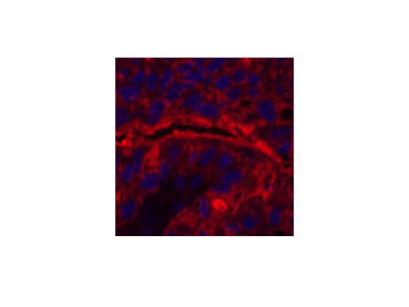 CD15 Monoclonal Antibody