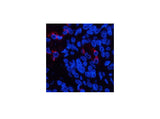 LTF Monoclonal Antibody