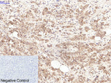 LTF Monoclonal Antibody