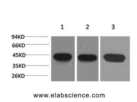 ACTA2 Monoclonal Antibody Store at -20°C