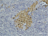 CASP8 Monoclonal Antibody