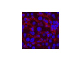 CASP8 Monoclonal Antibody