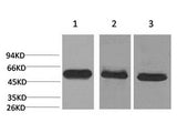 CASP8 Monoclonal Antibody