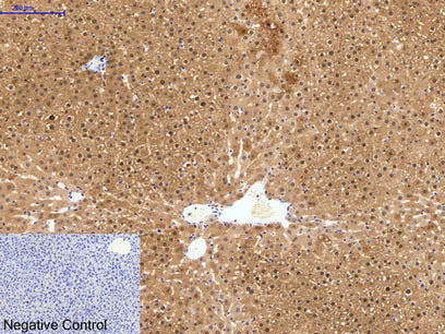 HAO1 Monoclonal Antibody
