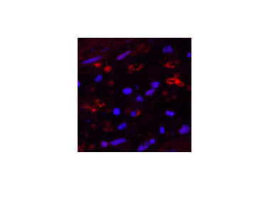 HAO1 Monoclonal Antibody