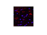 HAO1 Monoclonal Antibody