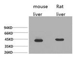 HAO1 Monoclonal Antibody